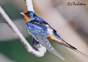 Hirundo rustica